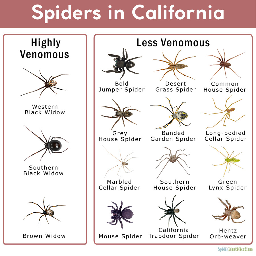 Spider Bites: Identify What Bit You and Get Proper Help