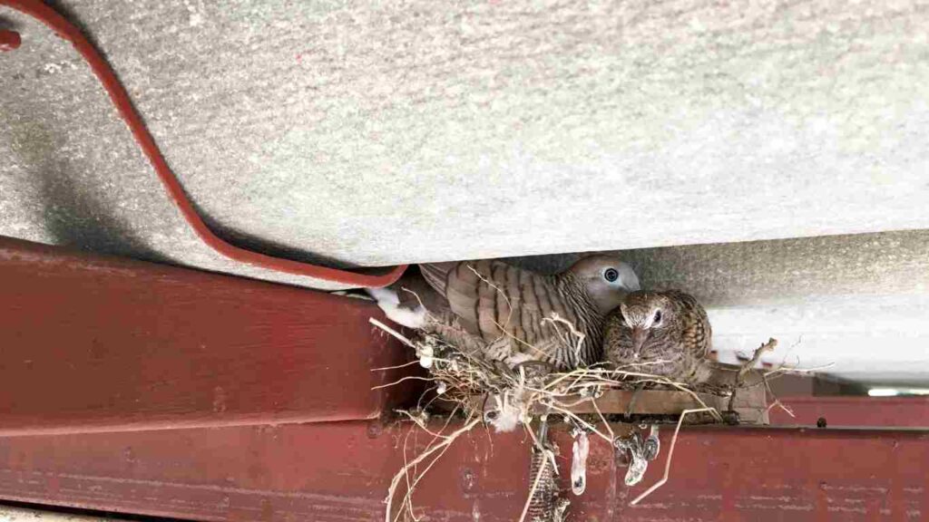 How to Get Rid of Animals in the Attic