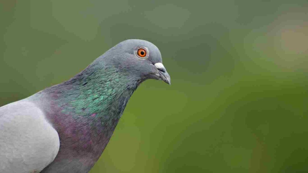 Pest Birds of Concern in Fresno, CA - Common Pigeon (Rock Dove)