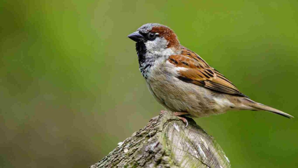 Pest Birds of Concern in Fresno, CA - House Sparrow