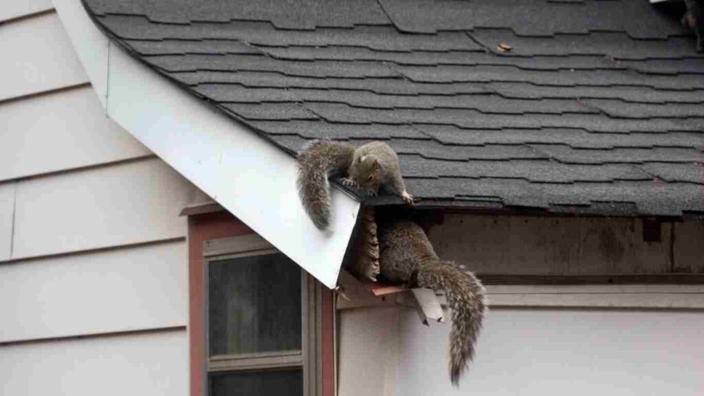 Signs of Animals in the Attic