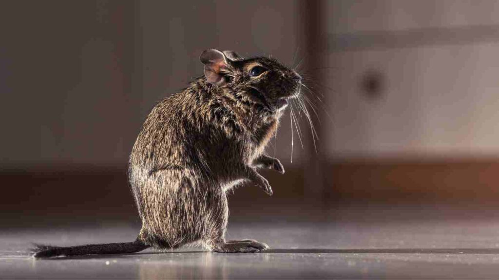 Types of Diseases Rodents Carry