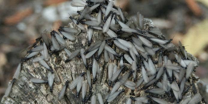 12 Facts About A Termite Swarm You Didn’t Know You Needed To Know