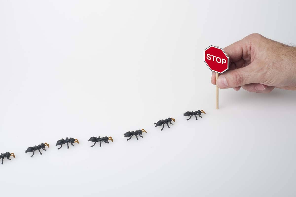 Ant Control in Sacramento, CA: 6 Reasons to Hire a Professional Service