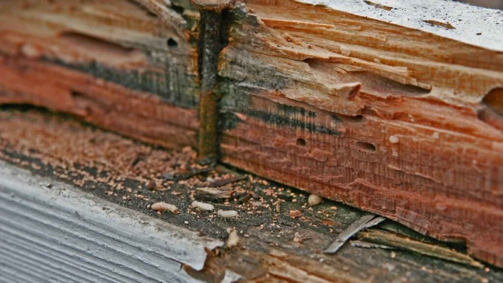 Damaged Wood because of Termites