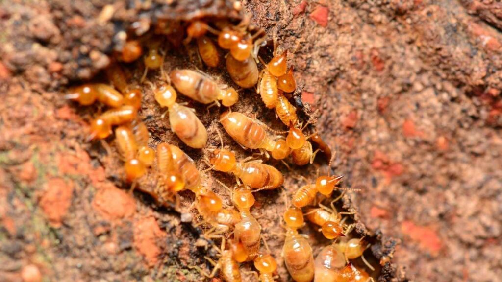 Do Termites Communicate With Each Other