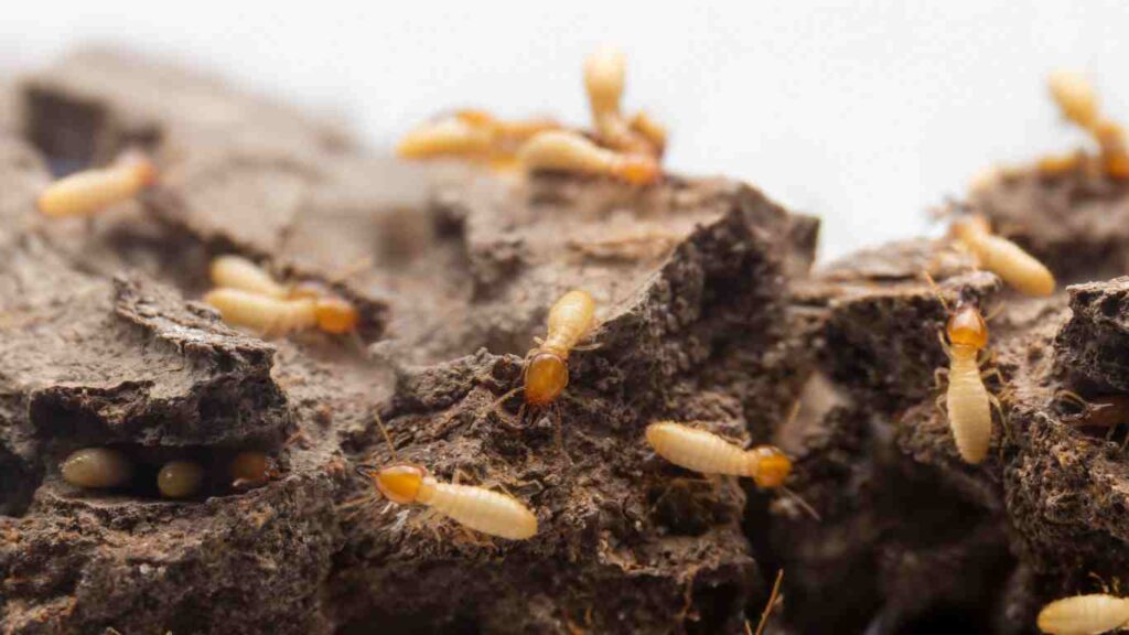 Get Rid of the Termites in Sacramento 