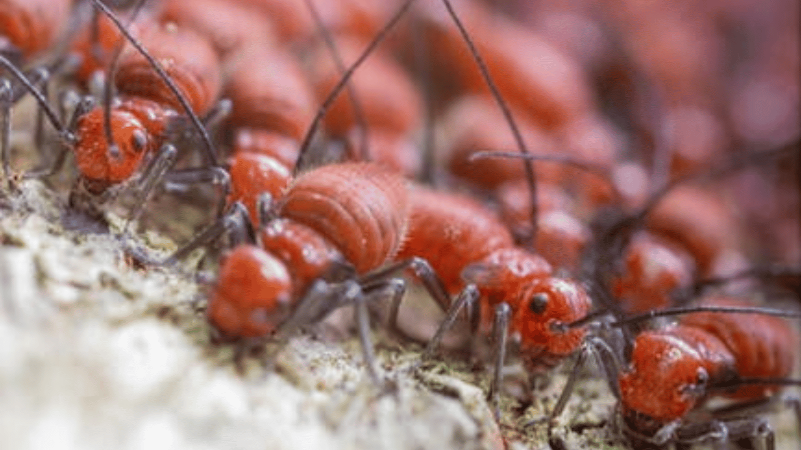 How Do I Know If I Have Termites