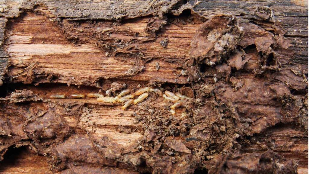 How Often Should I Schedule a Termite Inspection