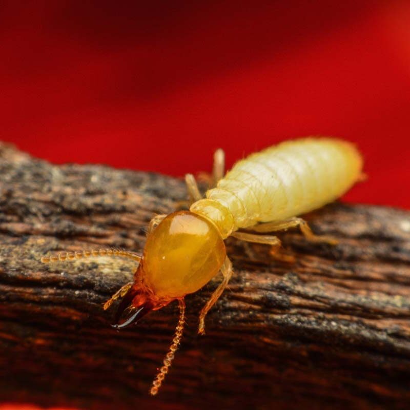 How Often Should Your Home Have a Termite Inspection?