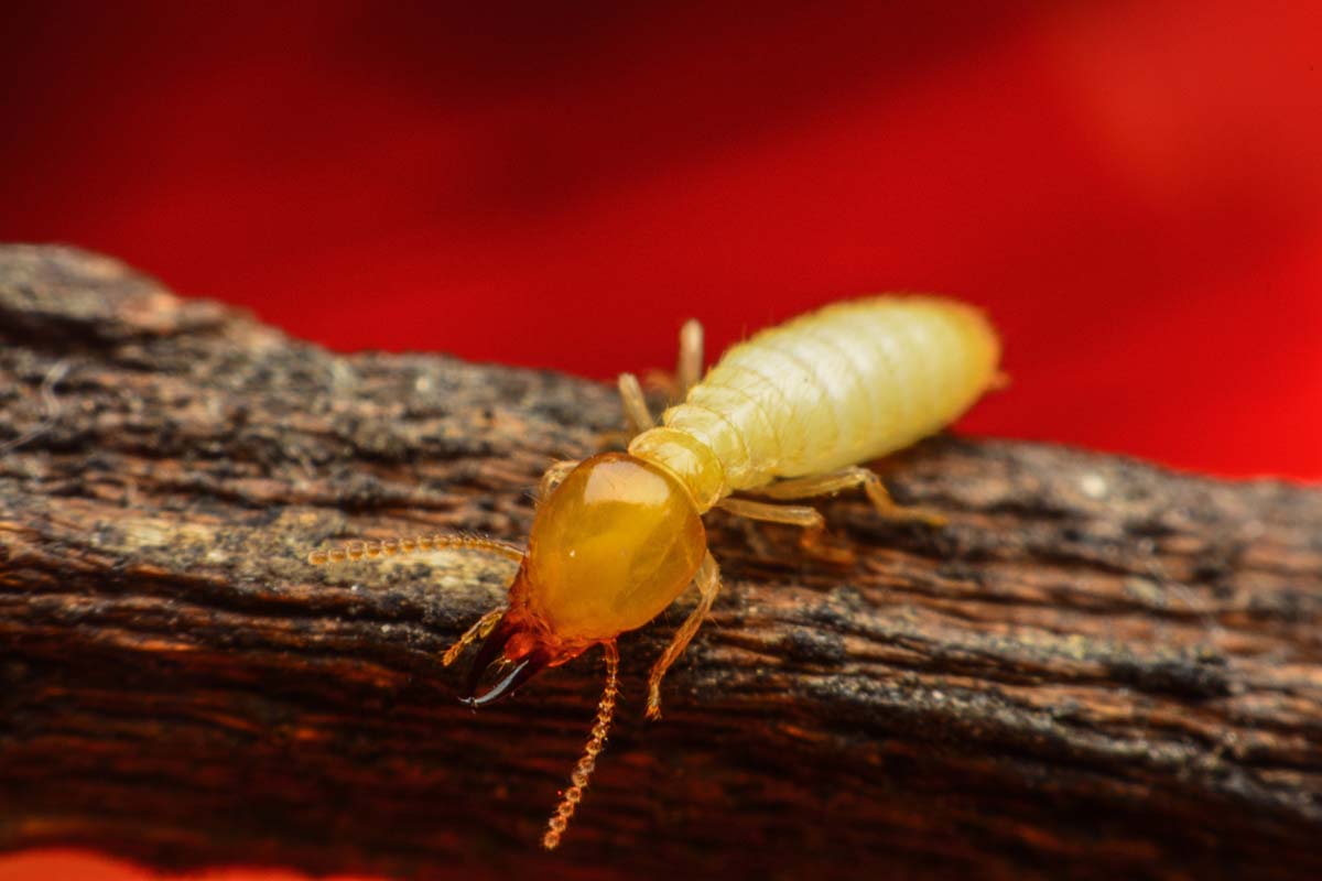 How Often Should Your Home Have a Termite Inspection?