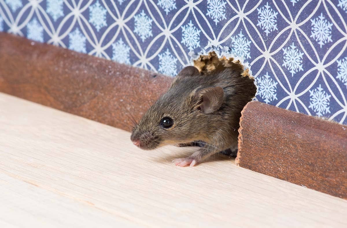 How to Get Rid of Mice: A Guide for Sacramento Homeowners
