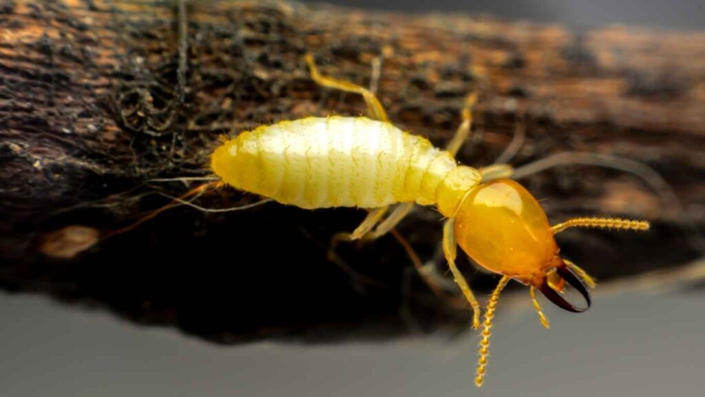 Live Termites Signs