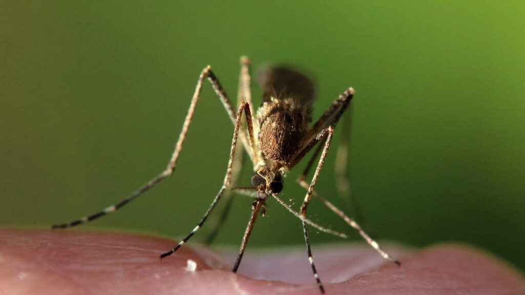 Mosquitos are a Year-Round Problem in Sacramento