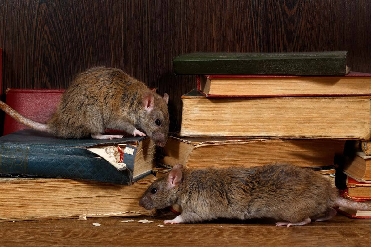 Rodent Exclusions in Sacramento, CA: 5 Tips for Choosing the Right Company