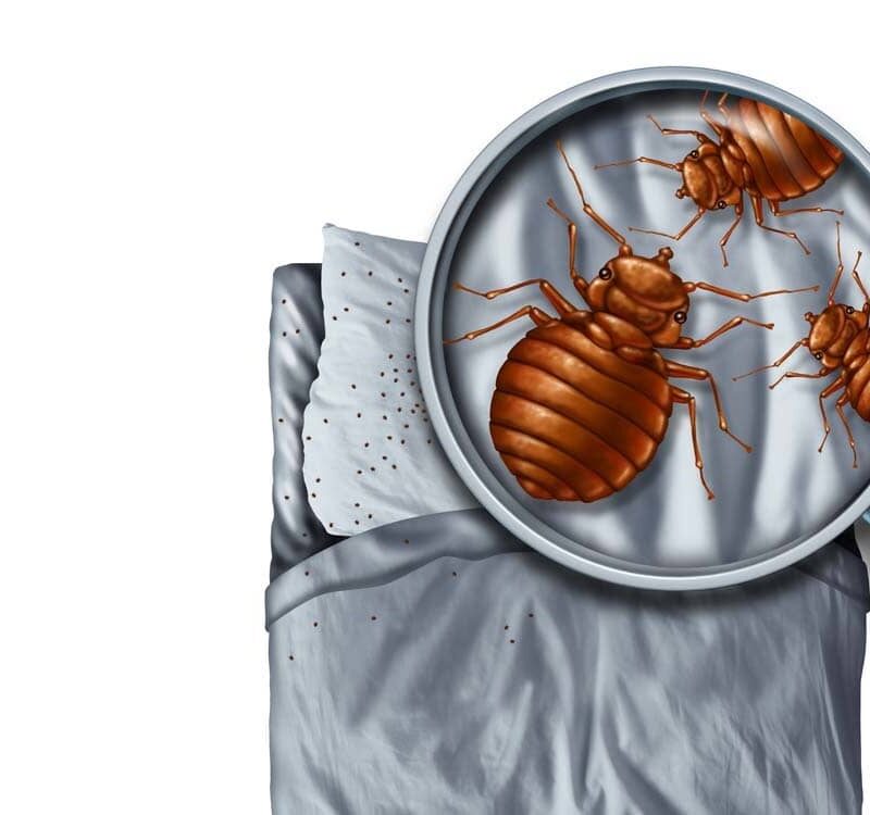Signs You Need a Professional Bed Bug Exterminator in Sacramento, CA