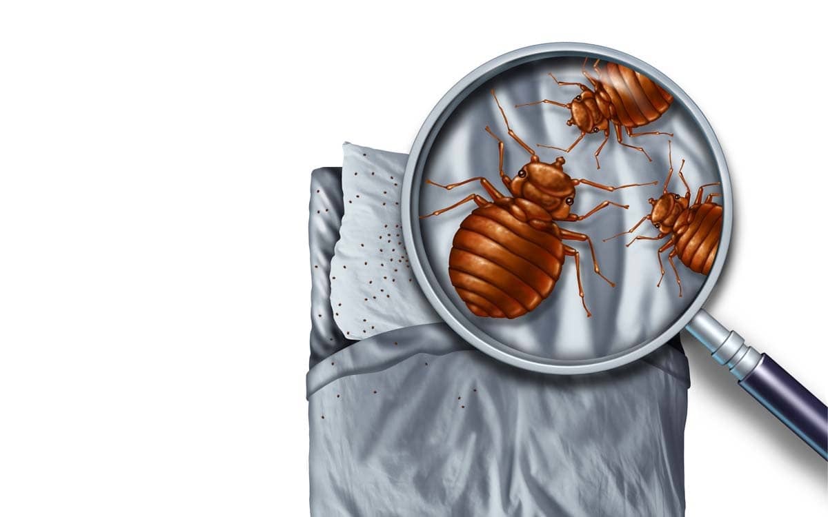 7 Signs You Need a Professional Bed Bug Exterminator in Sacramento, CA