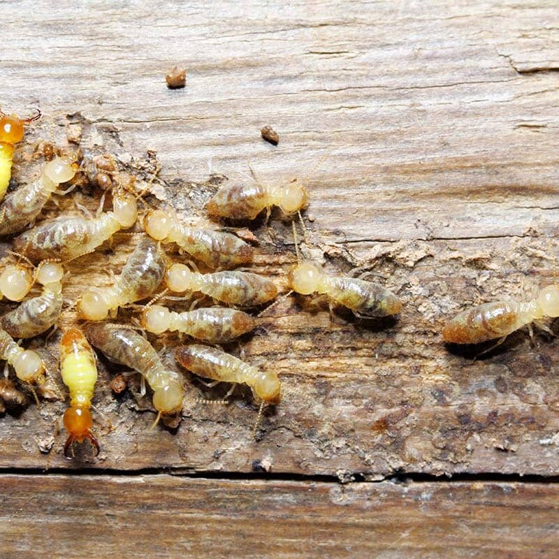 Signs of Termite Infestation in Lincoln - How to Spot