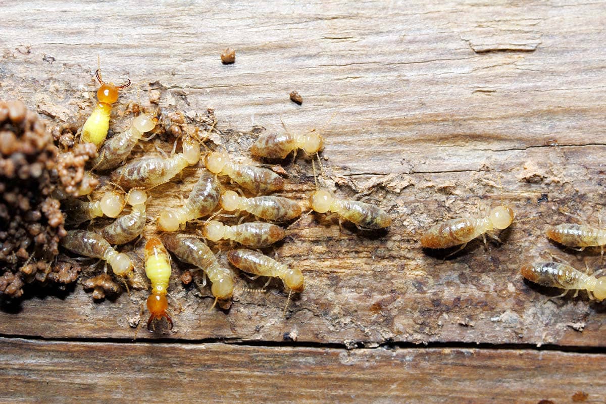 Signs of Termite Infestation in Lincoln – How to Spot