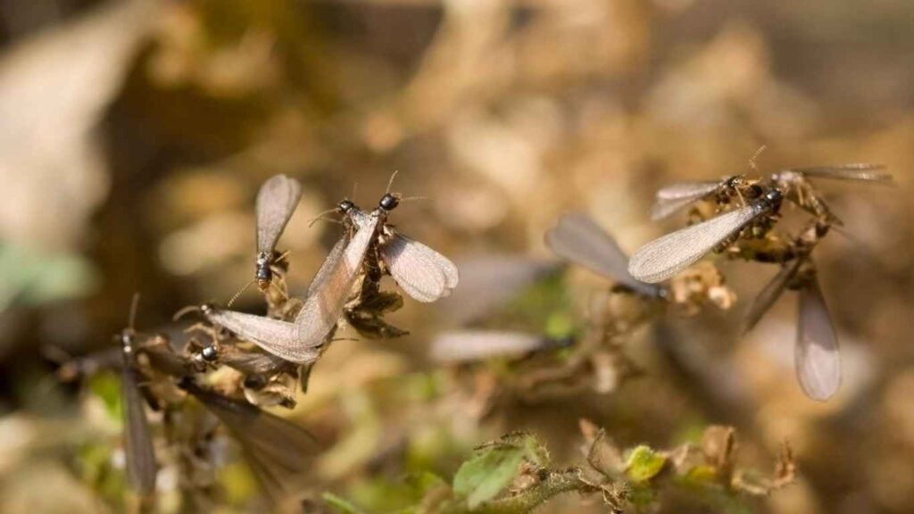 Swarming Termites Signs