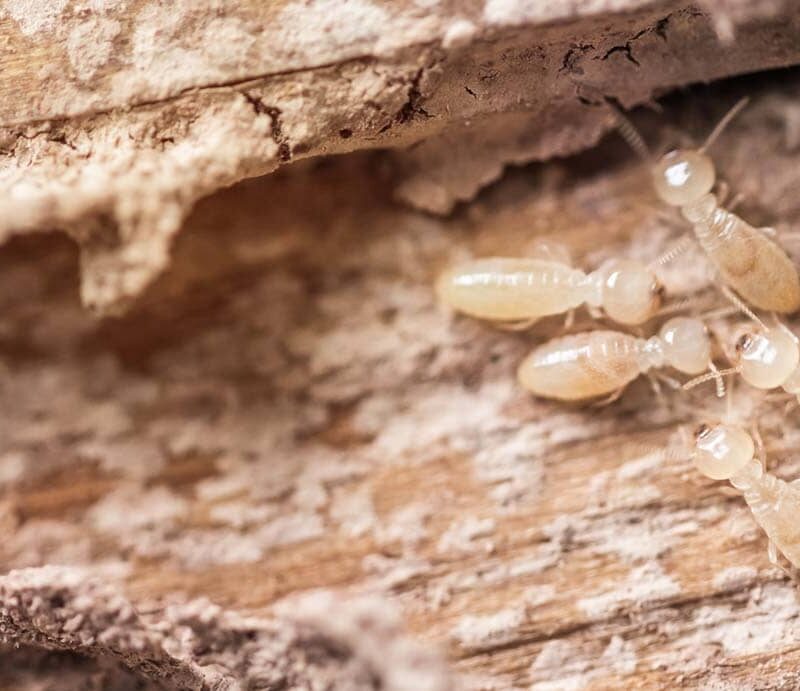 Termite Control in El Dorado Hills, CA