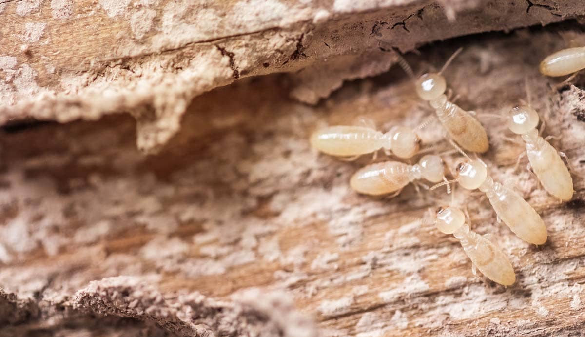 Termite Control in El Dorado Hills, CA