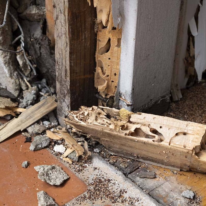 Termite Removal in Roseville - What are the Options?