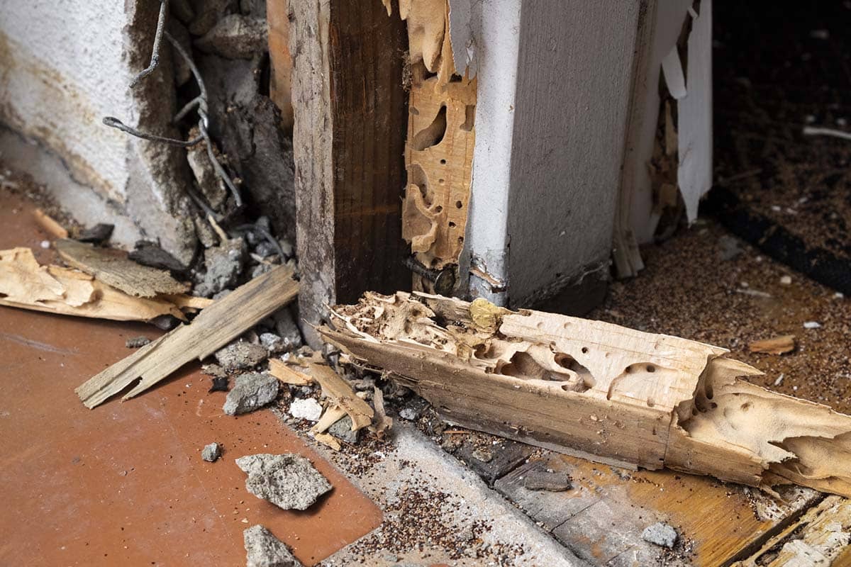 Termite Removal in Roseville – What are the Options?