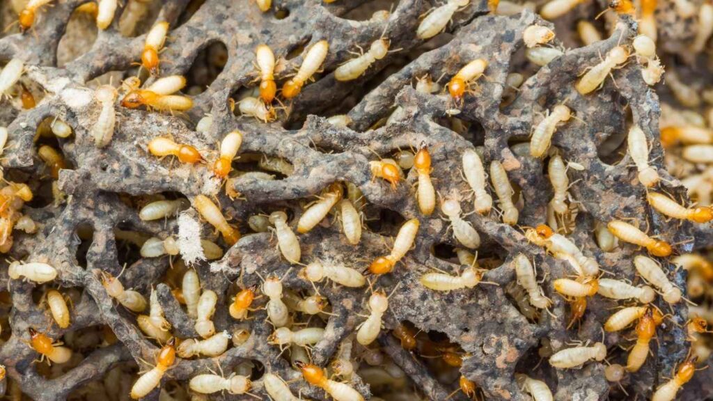 Termite Swarm You Need To Know About