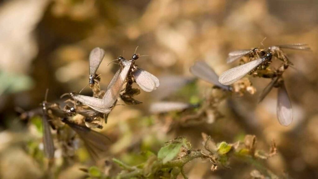 Termite Swarm You Need To Know About