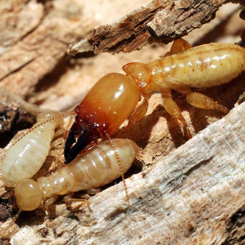 The Different Types of Termites Commonly Found in Homes