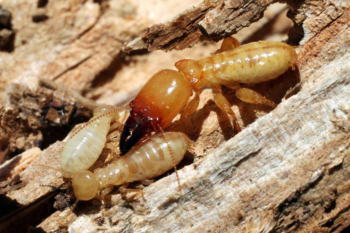 The Different Types of Termites Commonly Found in Homes