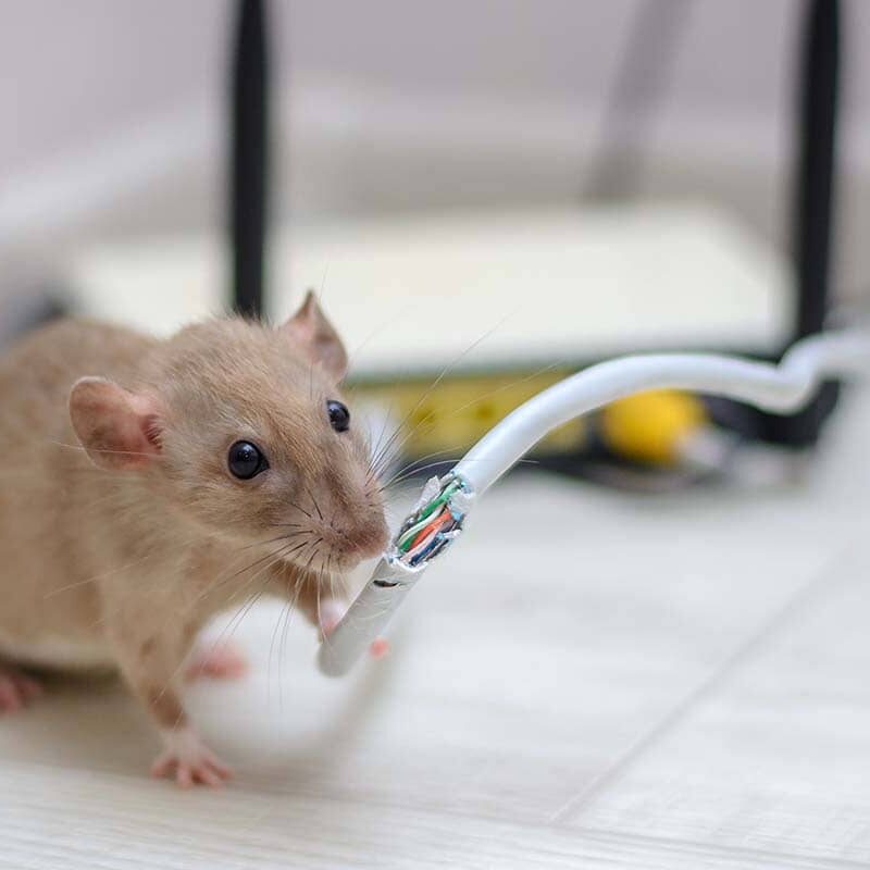 Tips for Hiring Sacramento Rodent Control Services