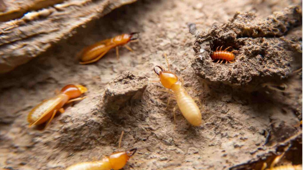 Types of Termites and damage