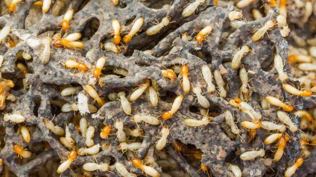 Types of Termites n Sacramento How to Fix Termite Damage