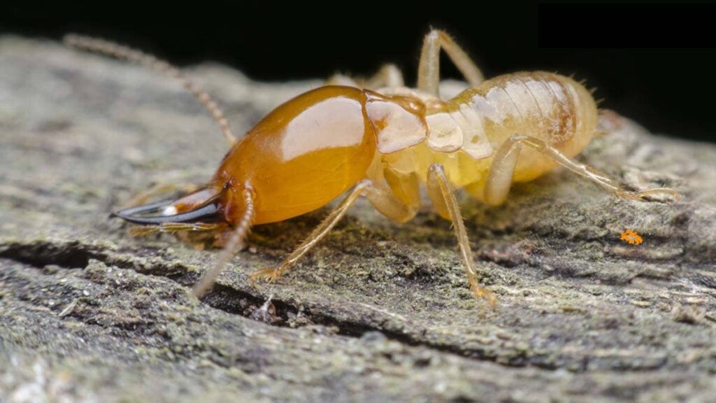 9 Warning Signs You Have Termites in Your Home