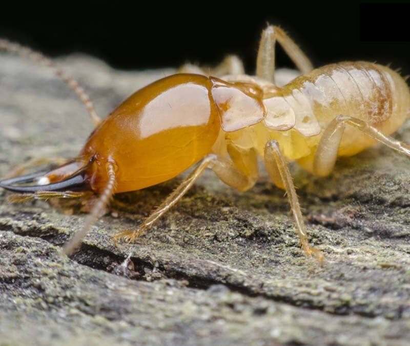 9 Warning Signs You Have Termites in Your Home