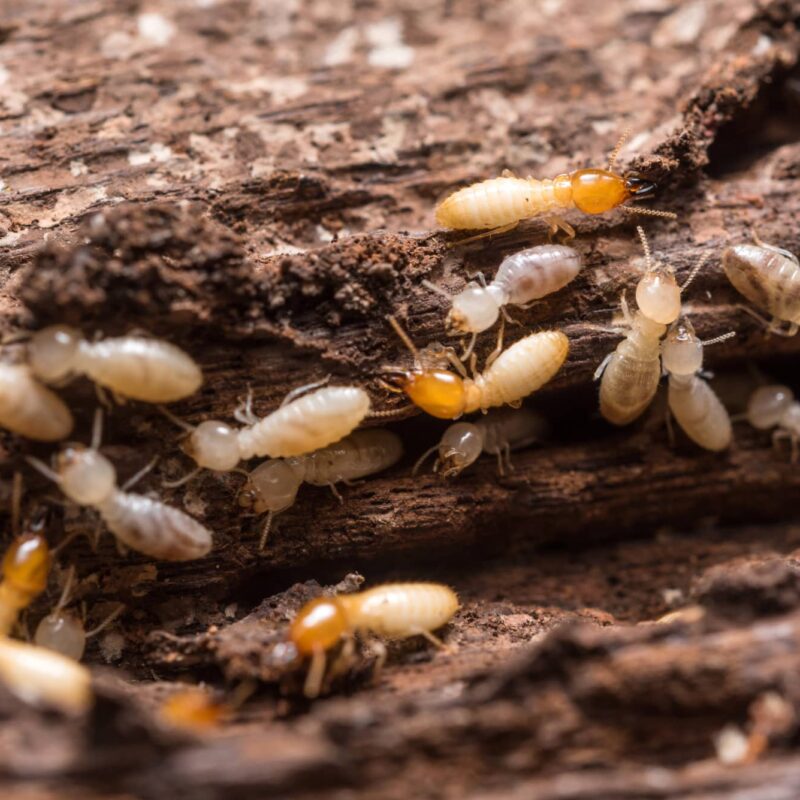 What Do Termites Do to Homes A Detailed Guide