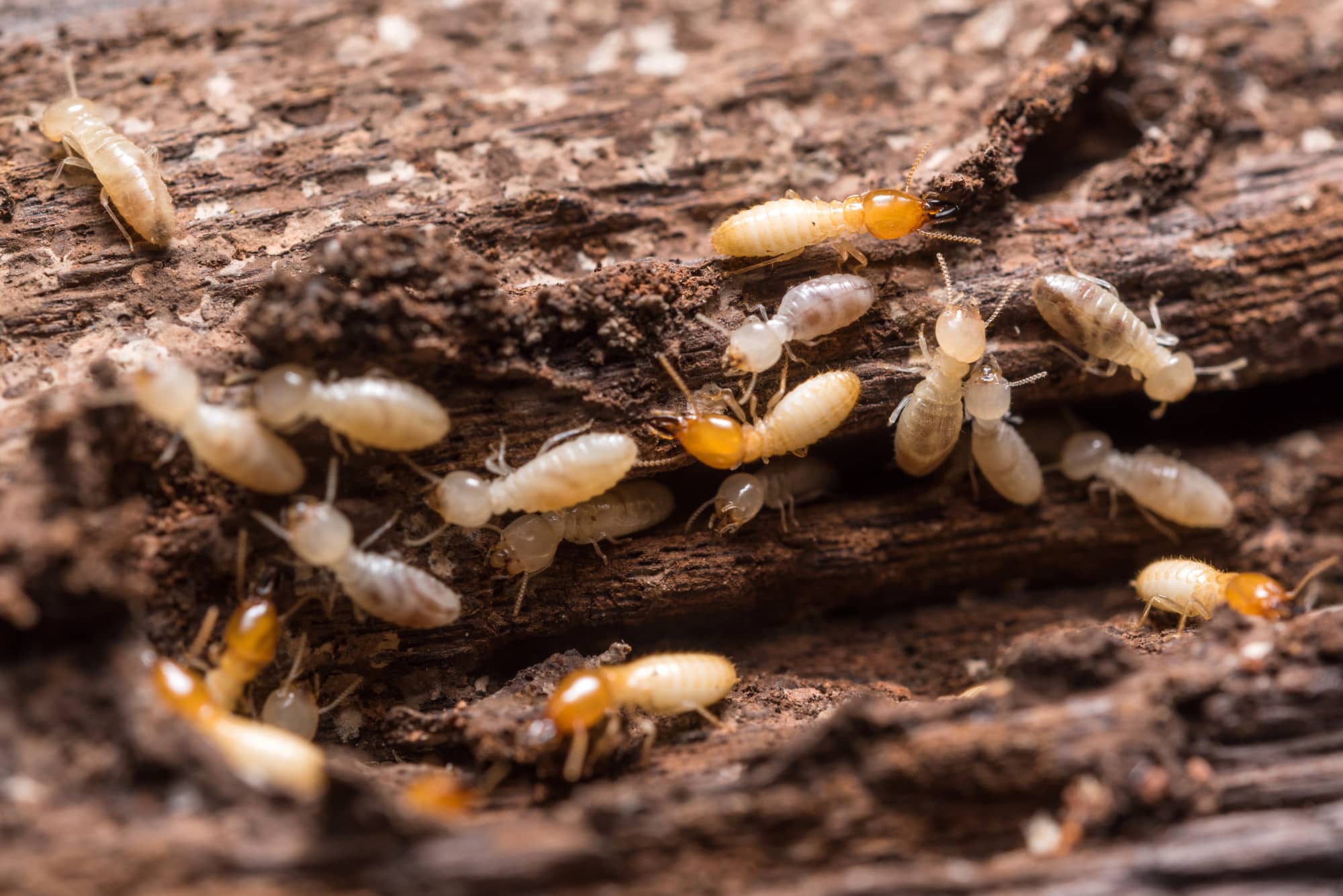 What Do Termites Do to Homes? A Detailed Guide