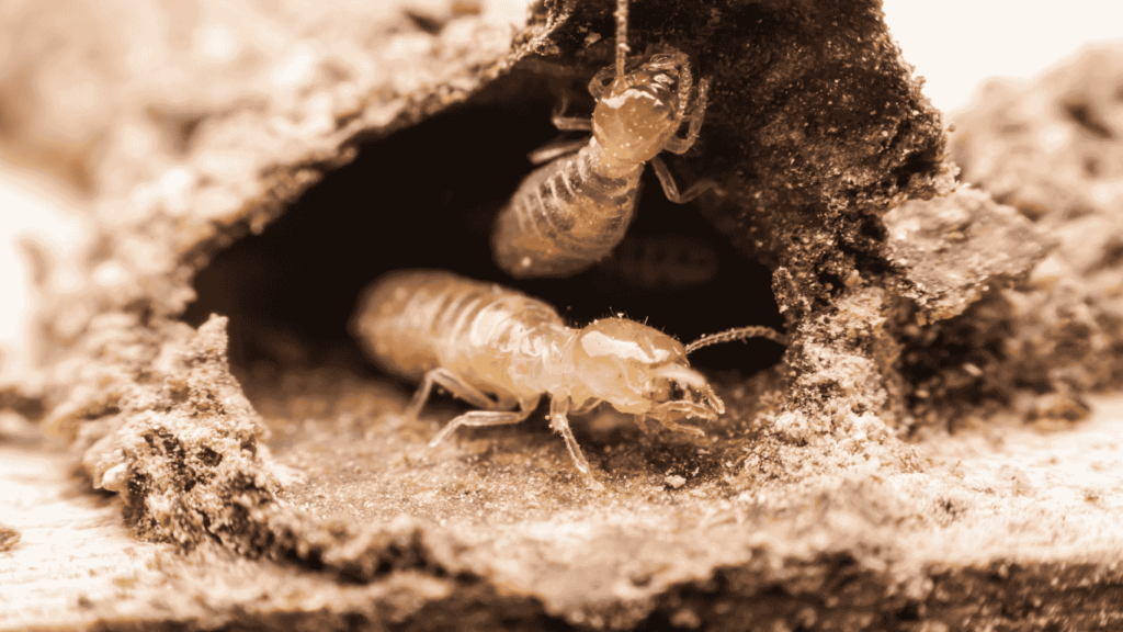 What Do Termites Do to Homes Spotting Signs of Termites