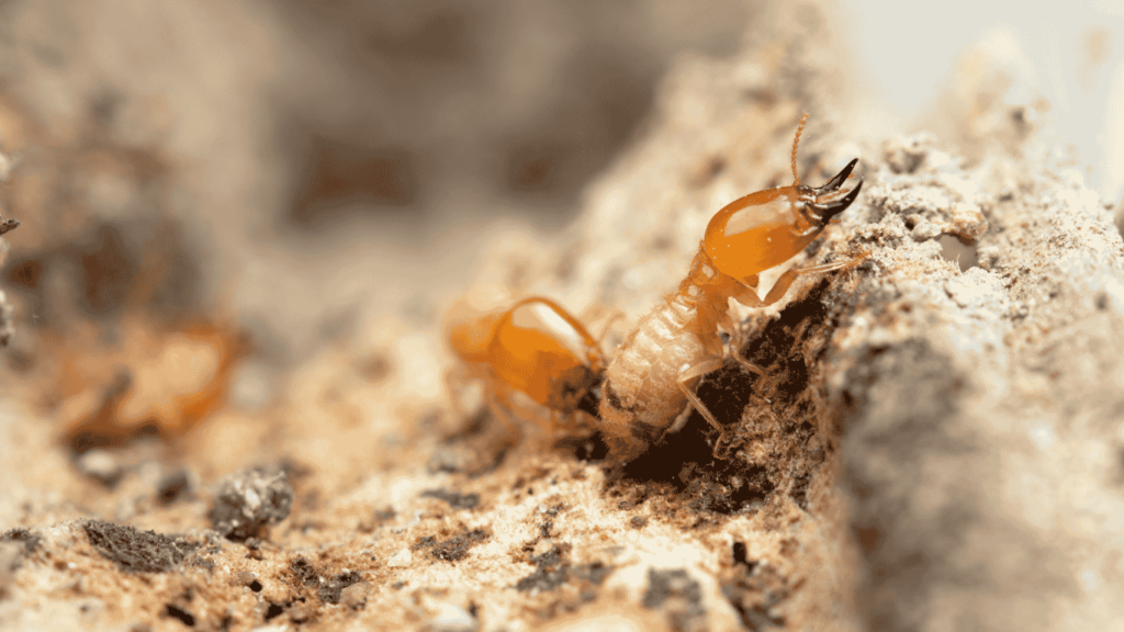 What Do Termites Do to Homes Types of Termites