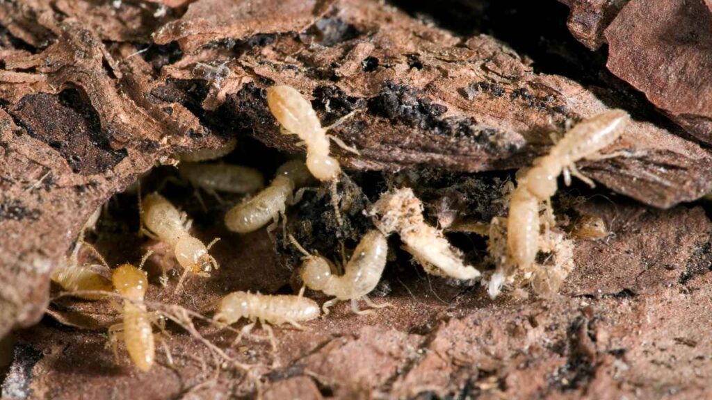 What Does a Termite Inspection Include