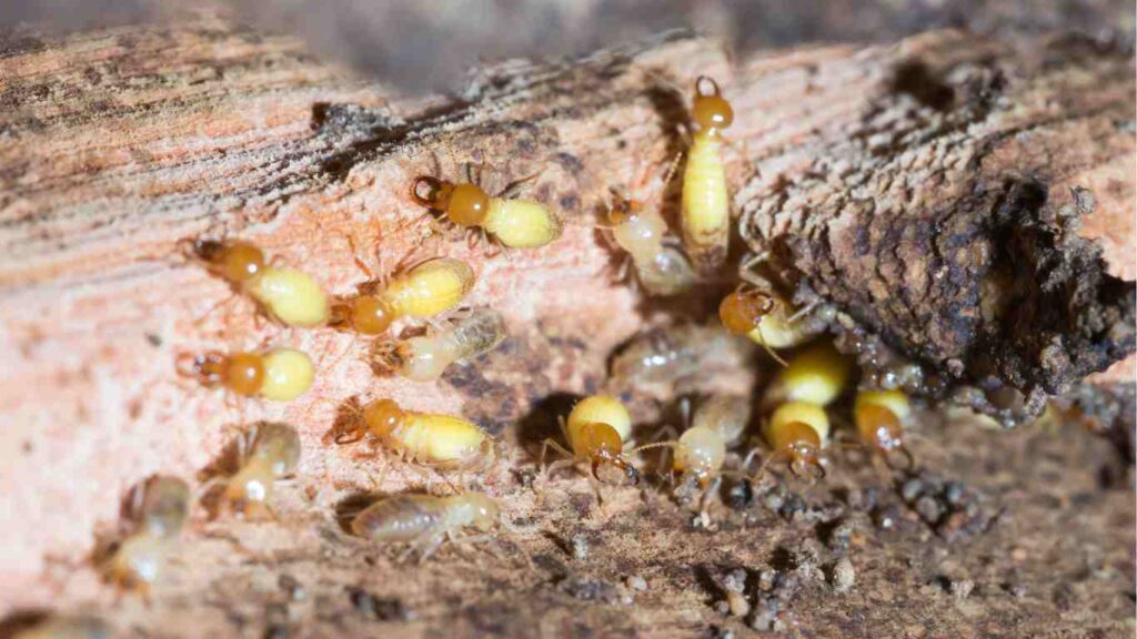 What Termites Do We See In Northern California?