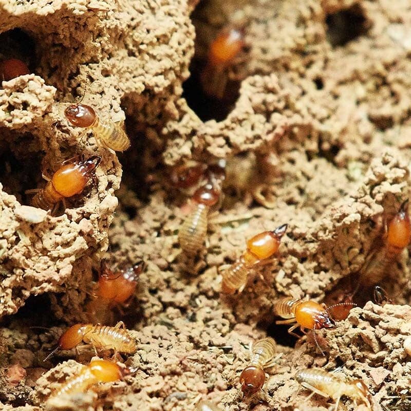 What are the Signs of Termite Damage in Elk Grove