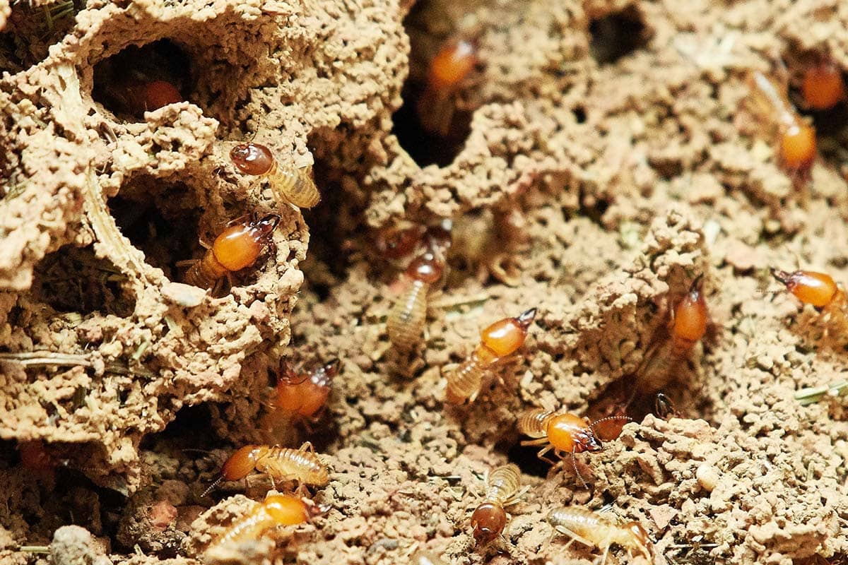Termite Damage in Elk Grove – What are the Signs?