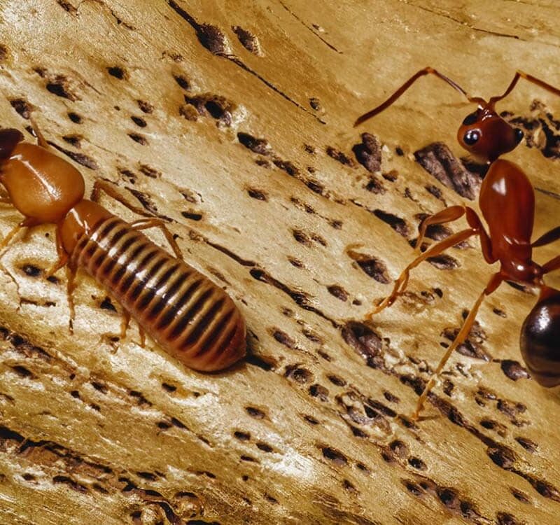 signs of carpenter ants vs termites