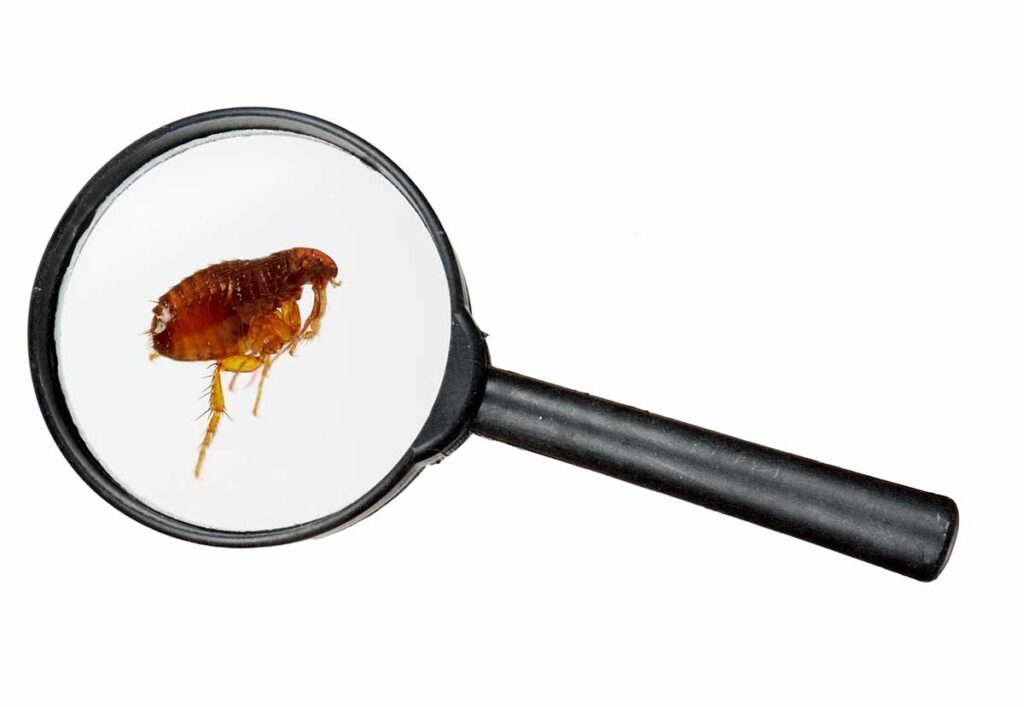 6 Telltale Signs of a Flea Infestation (and What to Do Next)