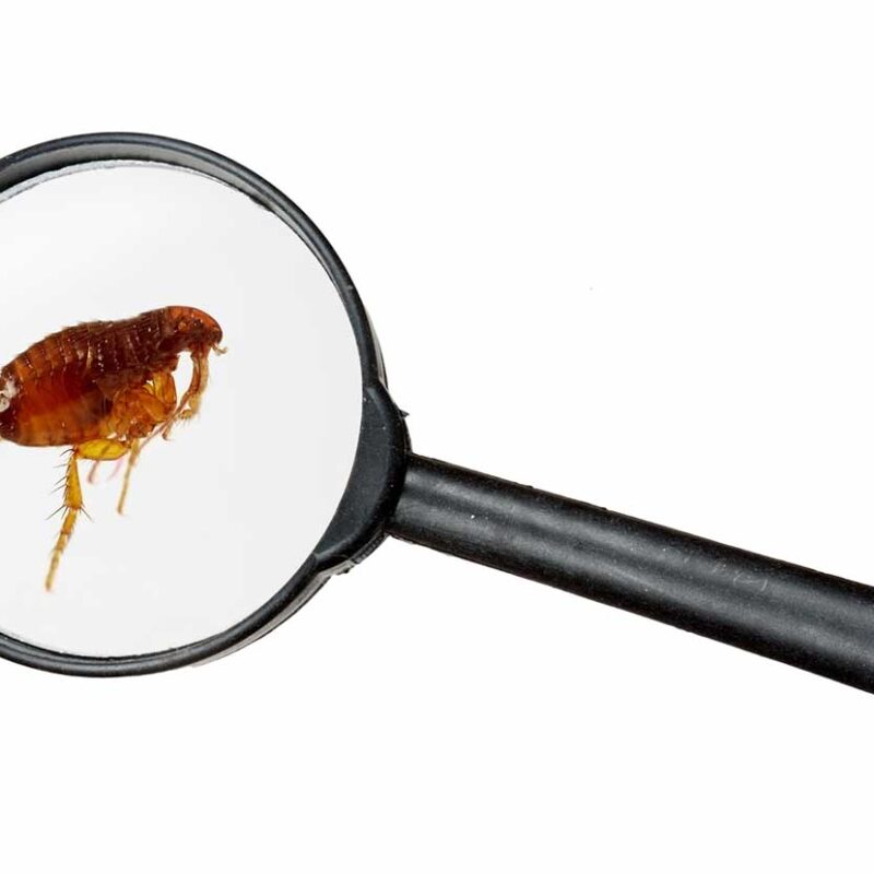 6 Telltale Signs of a Flea Infestation (and What to Do Next)