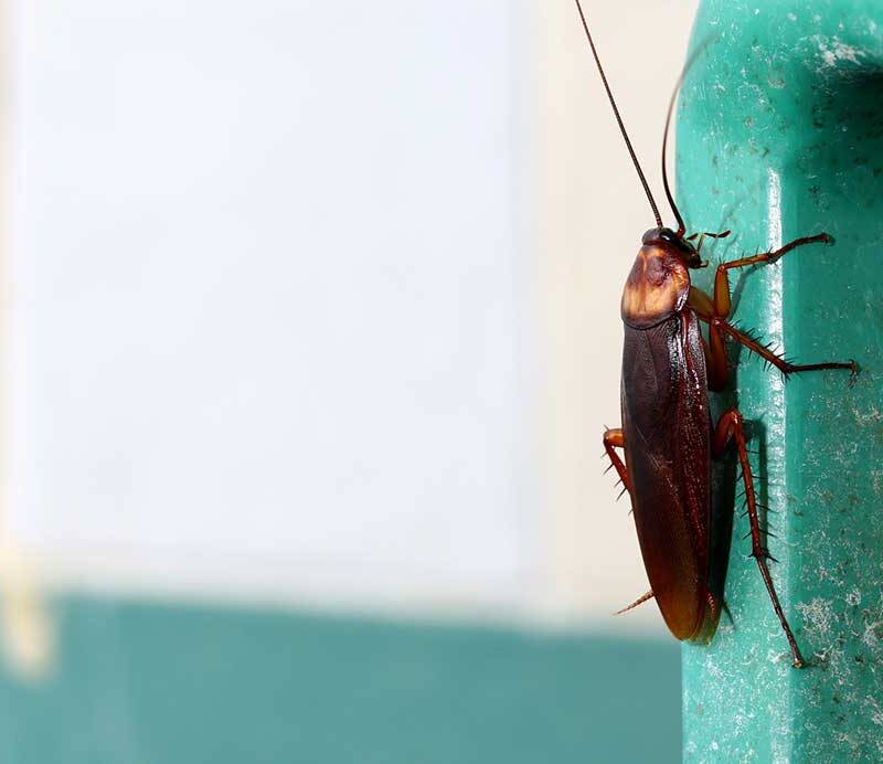 How to Spot the Signs of Cockroach Infestation