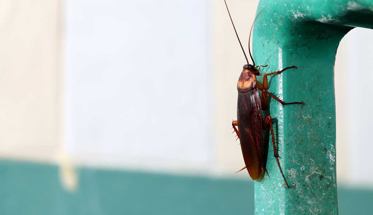 How to Spot the Signs of Cockroach Infestation